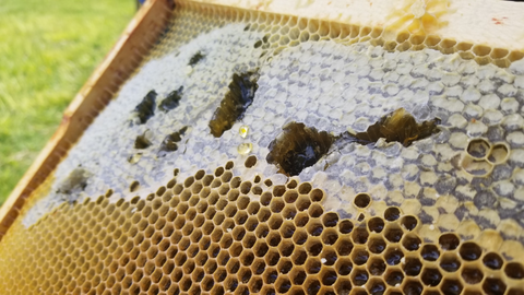 The honey tasting