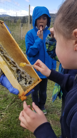 Honey tasting right from the frame