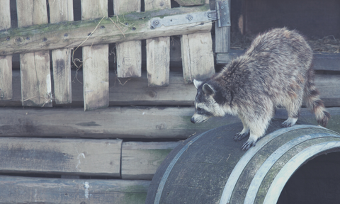 raccoon predator at chicken coop