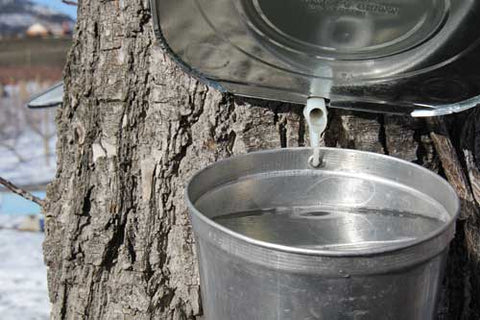 Full maple syrup bucket