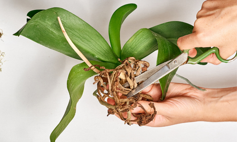 Caring for orchid roots for potting mix