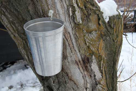 maple tree tap buckets