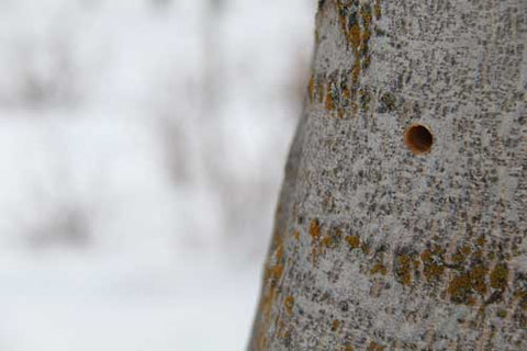 tree sap into maple syrup