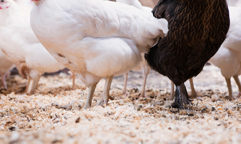 Wood shaving nesting material for chickens