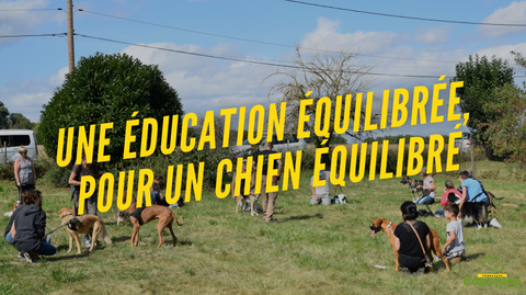 Une éducation équilibrée, pour un chien équilibré Educhien78 educhien formation education canine educateur cani Yvelines 78 île-de-france France club canin formations canines stages canins éducation naturelle chien éducation positive chien