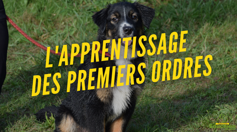 les 5 premiers ordres à travailler avec son chiot education canine fondamentaux de l'éducation dressage canin exercices chiot educhien78 educhien formation educateur canin Yvelines 78 île-de-france France