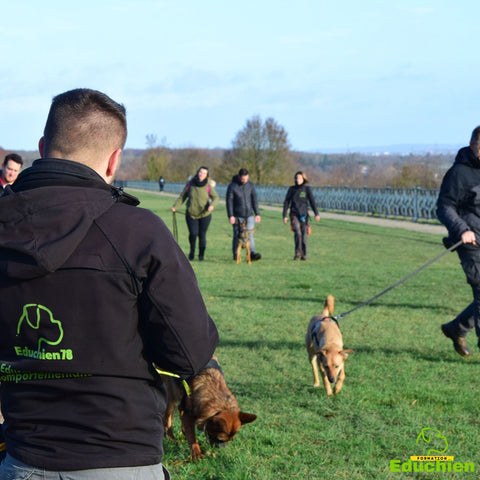 Stages canins dans les Yvelines troubles comportementaux agressivité congénères réactivité chien chien réactif educhien formation stages & formations Saint-germain-en-Laye avec des éducateurs canins comportementalistes EDUCHIEN