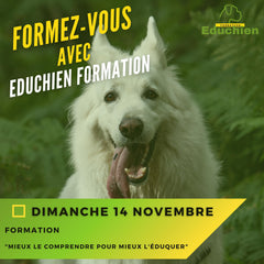 formation canine Yvelines comportementaliste canin comportement du chien Alexis bonnarang Educhien78 education du chiot Educateur canin  