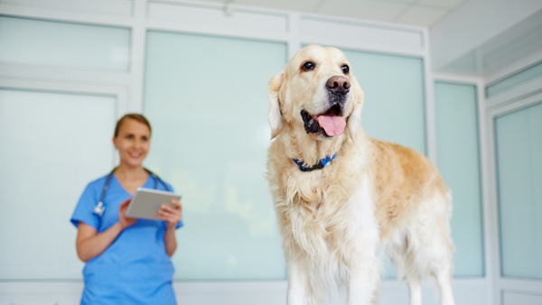 Golden Retriever doing checkup at veterinarian