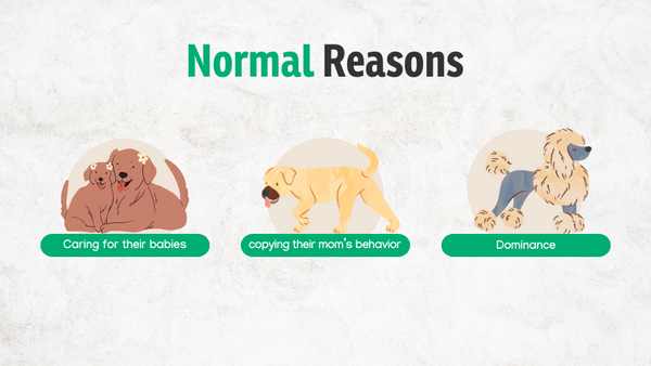 Normal reasons for dog eats poop