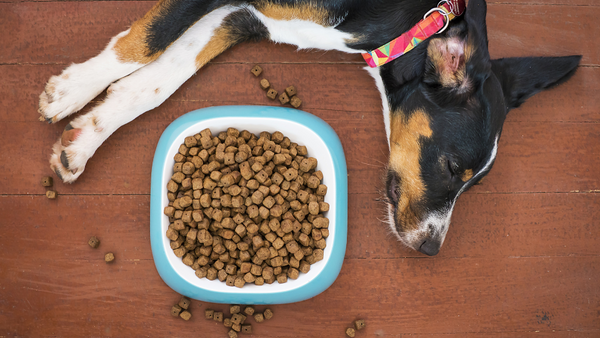 dog lying beside a bowl of dog food