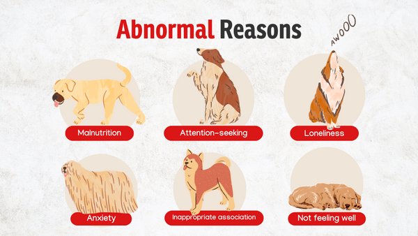 Abnormal reasons for dogs eat poop