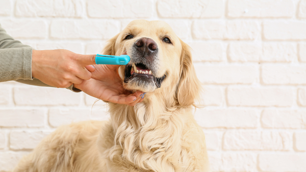 Golden Retriever cleaning teeth