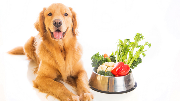 Golden Retriever with vegetables