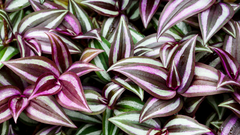 Tradescantia