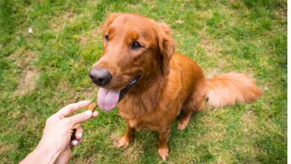 Dog taking supplement on grass