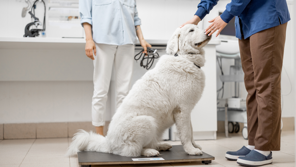 dog on a scale in a veterinary clinic