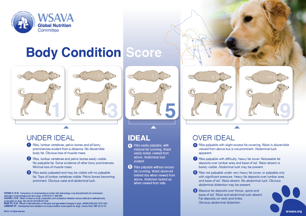dog body condition chart