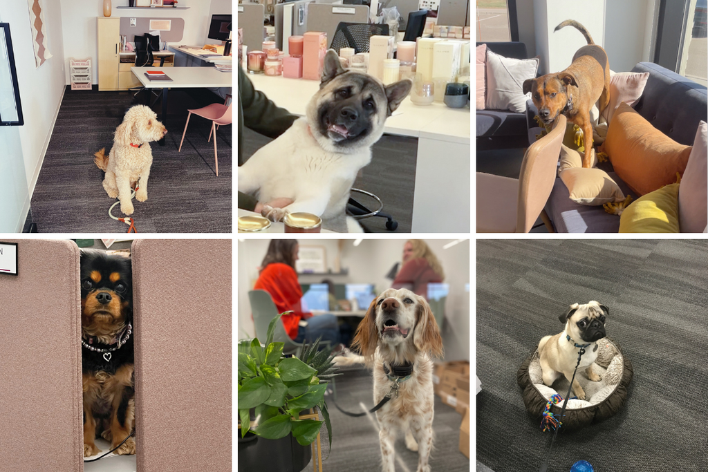 ILLUME® Dogs at Work