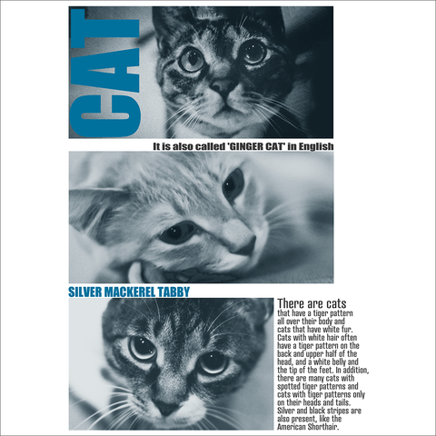 3匹の猫の写真のTシャツのデザイン図