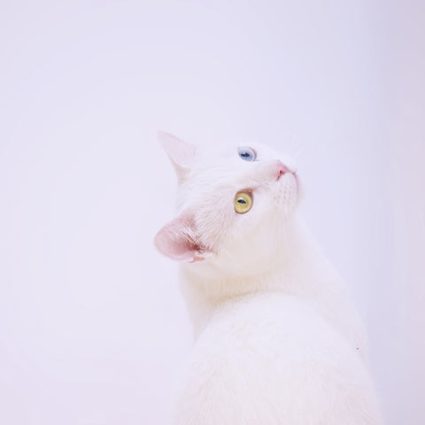 白猫の写真