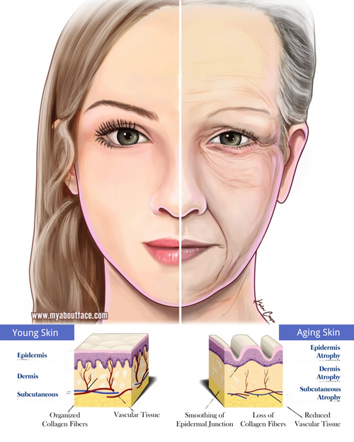 young skin vs aging skin
