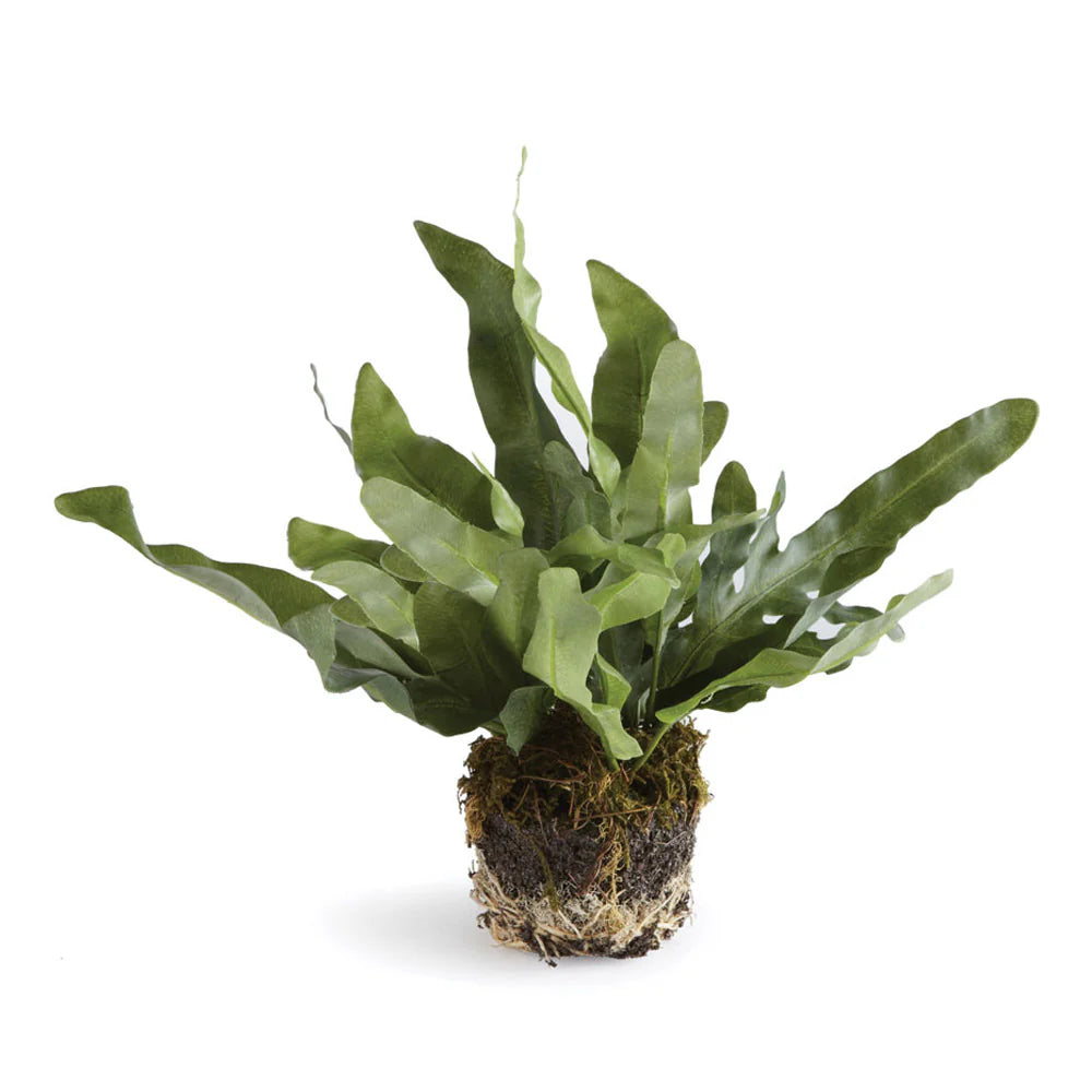 ECHEVERIA FERN DROP-IN 8.5"