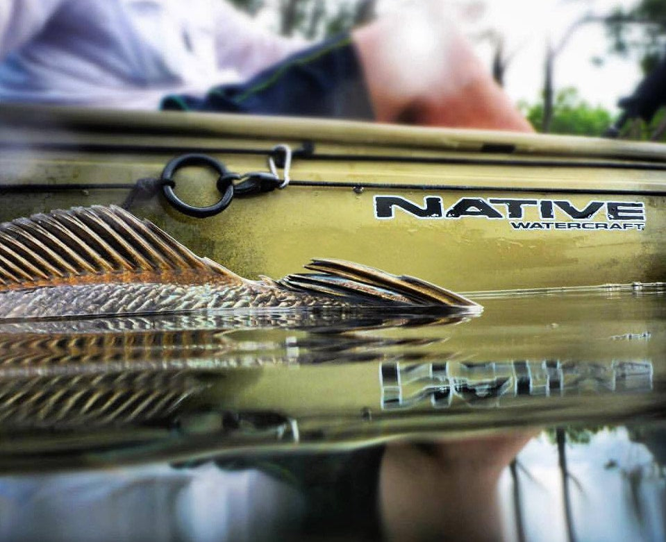 Top of fish sticking up out of water next to a Native Watercraft Ultimate FX 12