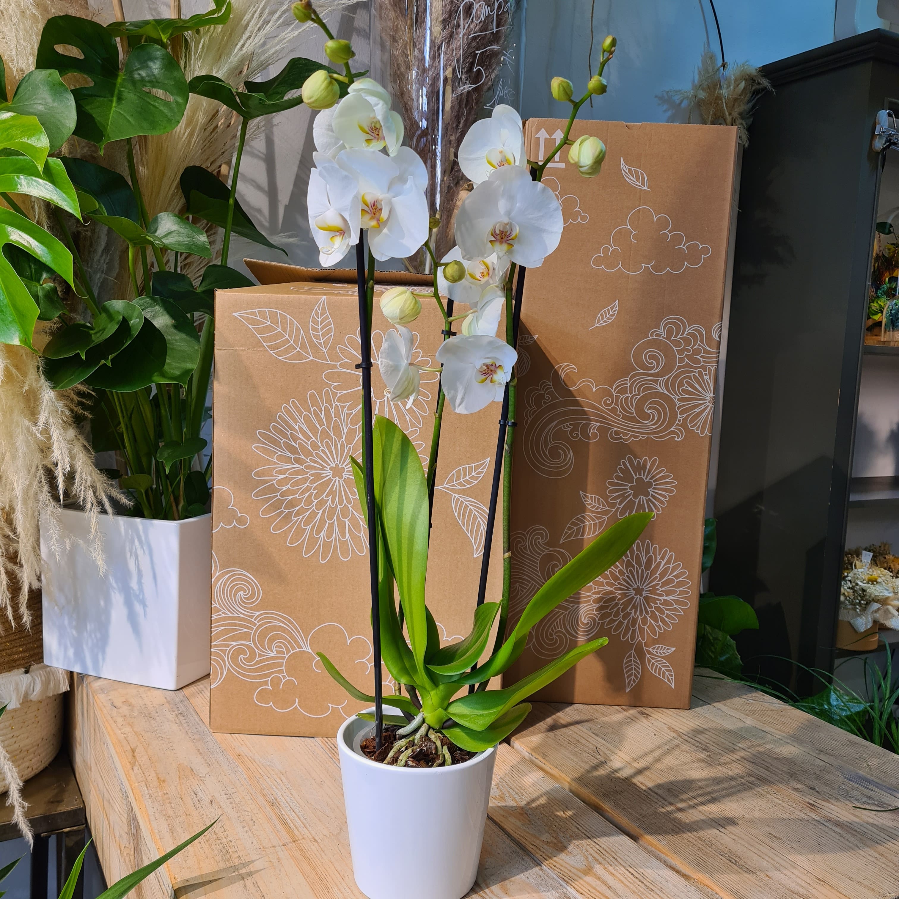 Orchidée phalaénopsis avec cache pot – Atelier 3 Couleurs Vert