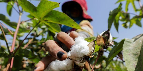 production du coton