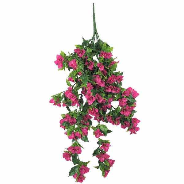 pink hanging bougainvillea plant