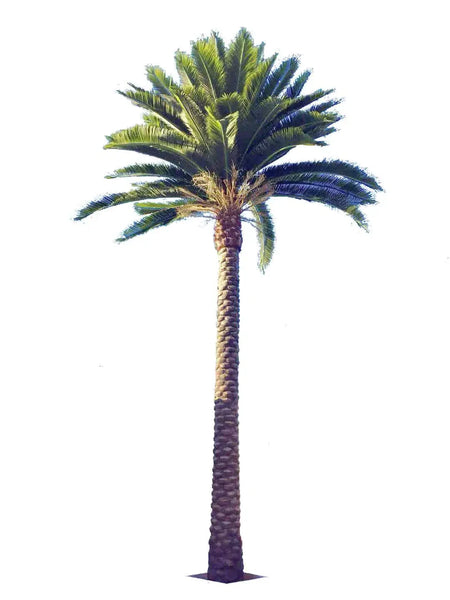 florida palm tree