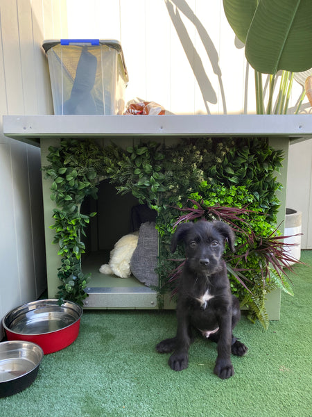 green wall on dog house