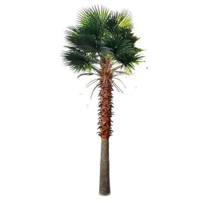 mexican palm tree