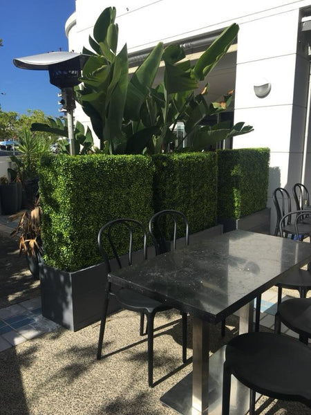 outdoor boxwood hedge