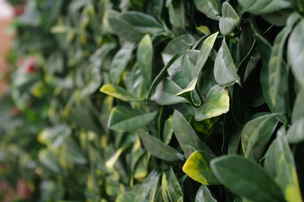 planta falsa de lauriel al aire libre