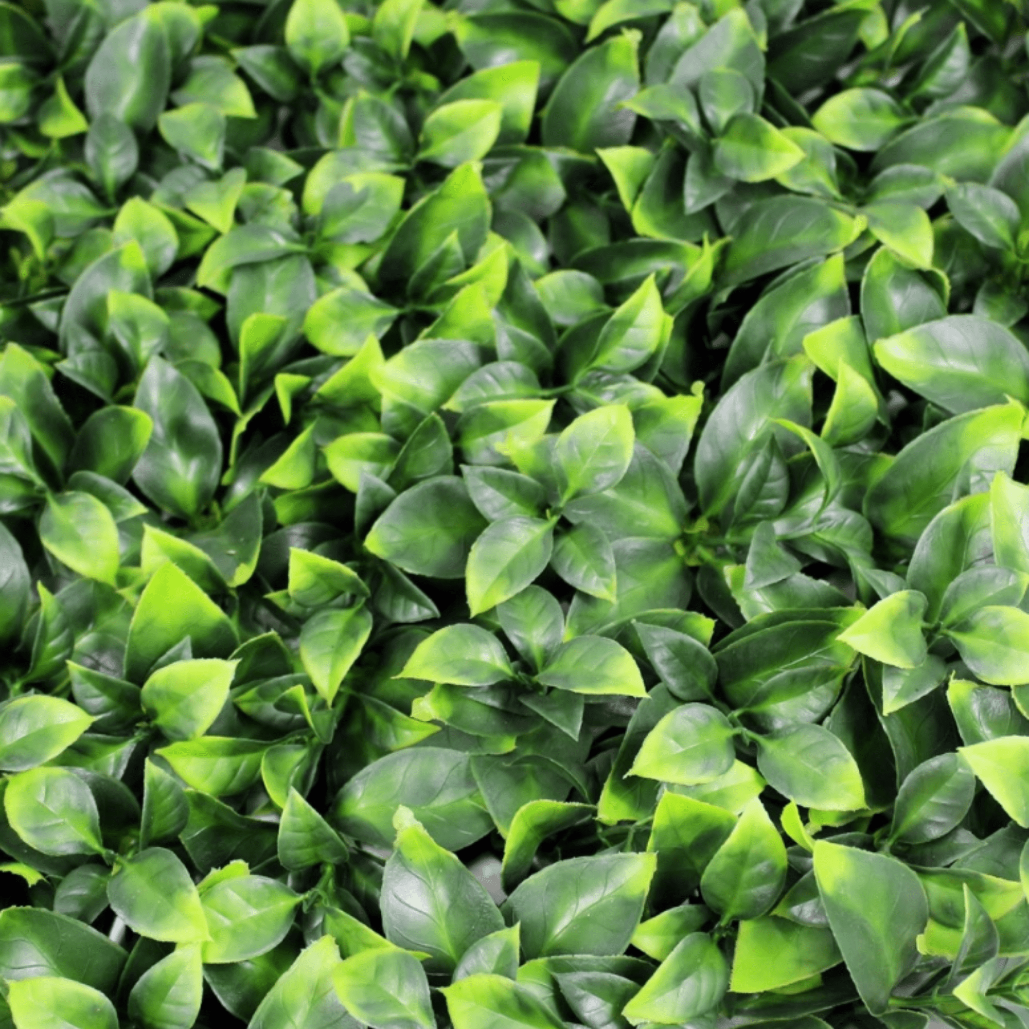 Greenery Panel - 4 Pack - Jasmine Mix