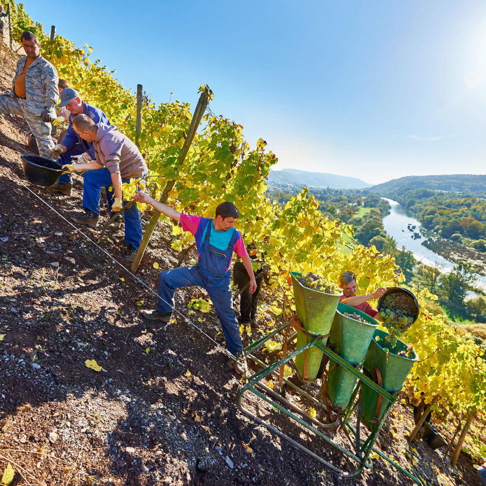 Das Weingut und seine besondere Lage