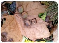 fall sensory play with leaves, pinecones, acorns, grass, pine needles