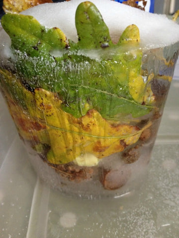 frozen fall and autumn nature objects for ice excavation sensory play