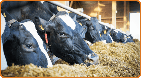 cows eating silage