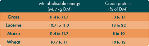 Zielen Sie auf die Energie- und Proteinkonzentrationen hochwertiger Silage