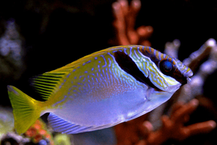 Scribbled Rabbit Fish