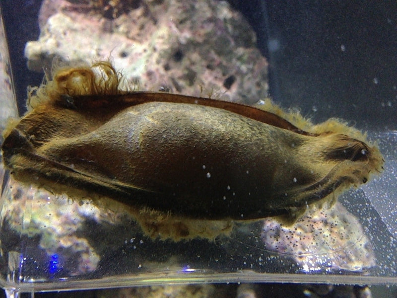 baby bamboo shark egg