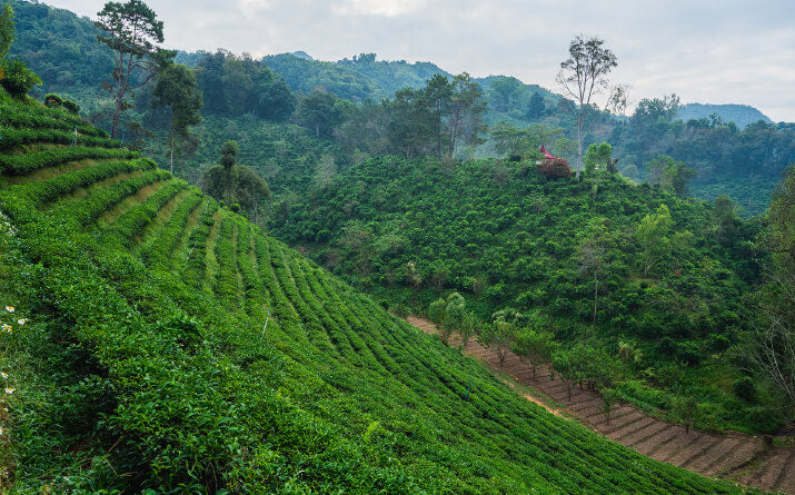 タイ茶畑