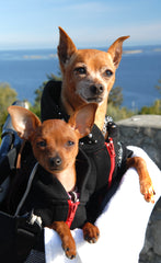 Chihuahuas posing together in hoodies