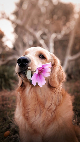 Golden retriever dog holding flower in mouth