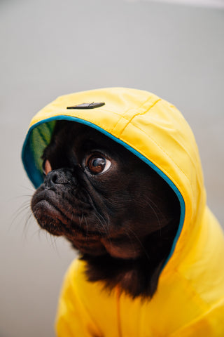 Dog in rain coat