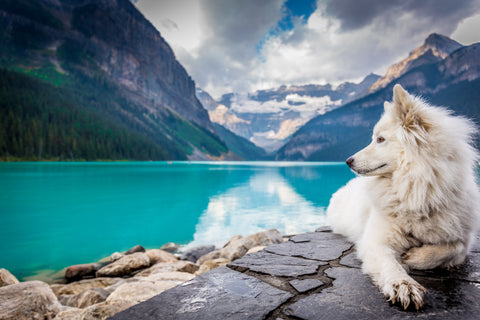 Beautiful dog in mountain and lake landscape