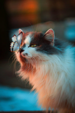 Cat with butterfly on its nose